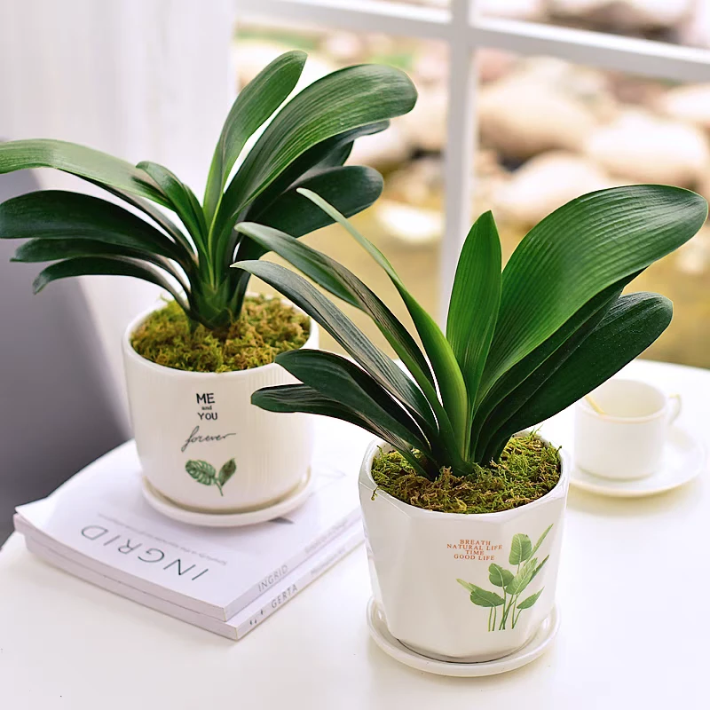 精品君子兰小苗绿植室内花卉水培植物君子兰盆栽好养四季花卉盆景