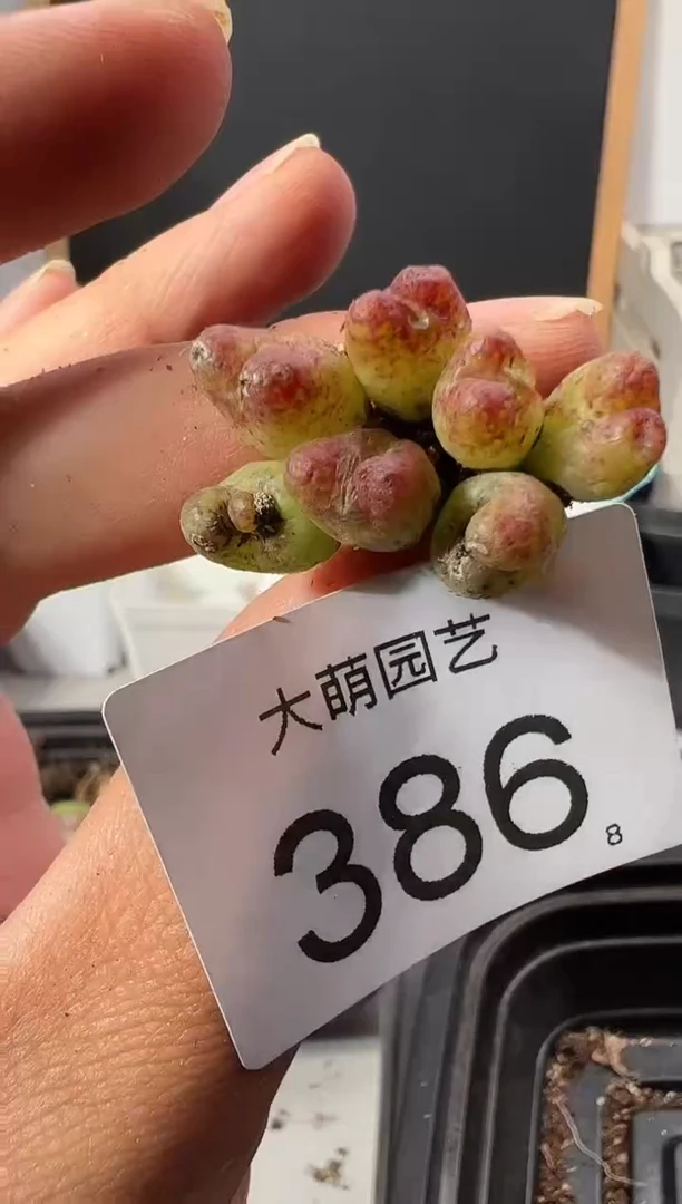 【闪购商品】++++386