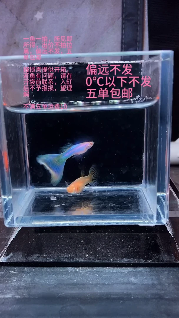 孔雀鱼孔雀鱼 28