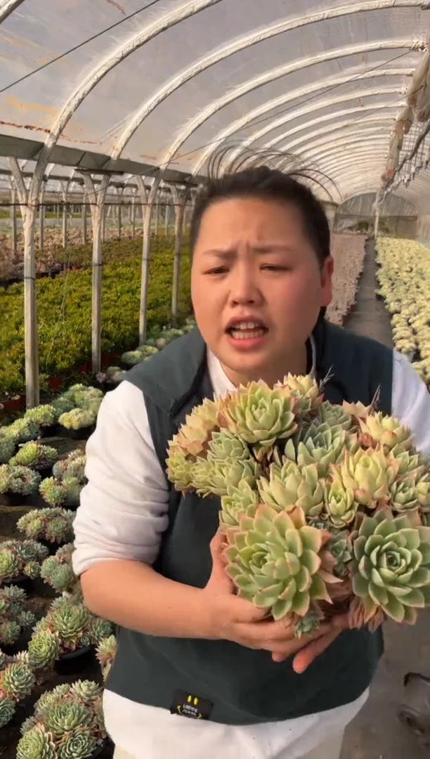 【闪购商品】8-三色堇20CM9.99