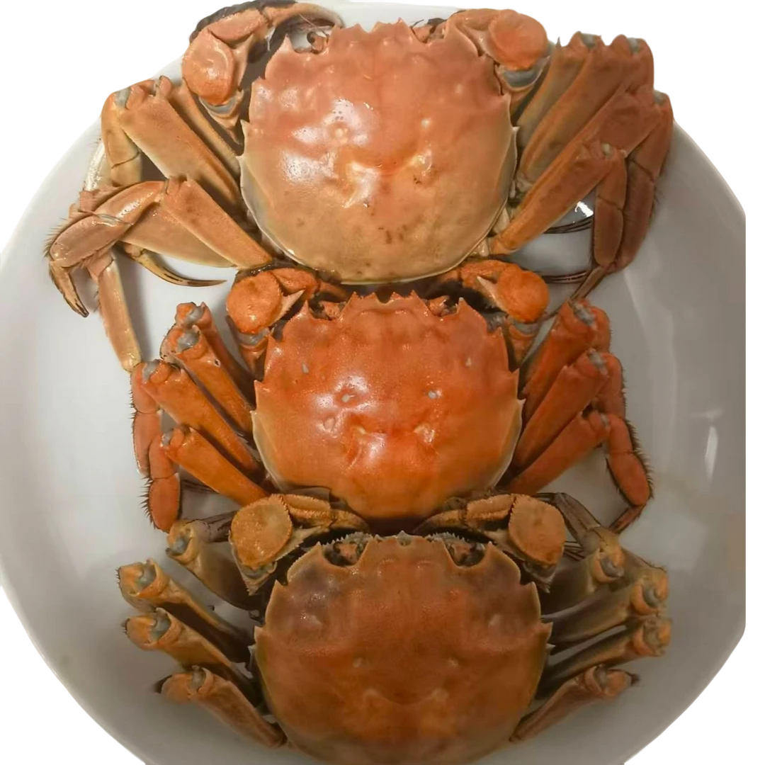 【活蟹】兴化大闸蟹全母2.8-3.1两/只 6只/8只/10只