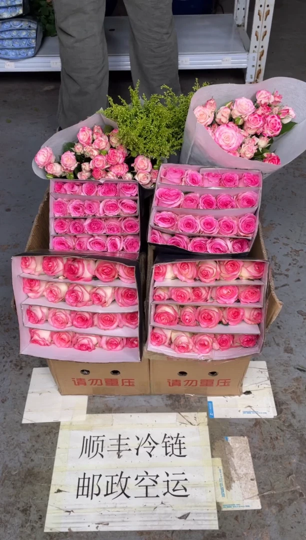 艾沙20枝+洛神20枝+折射10枝+黄莺