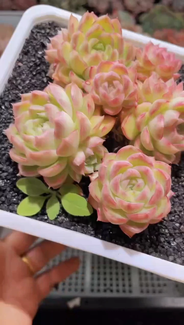 【闪购商品】152莉莉丝