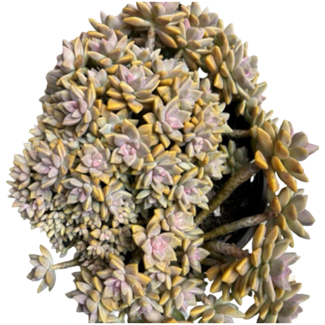 （幽灵公主朵朵缀化）老桩飘枝盆栽盆景多肉