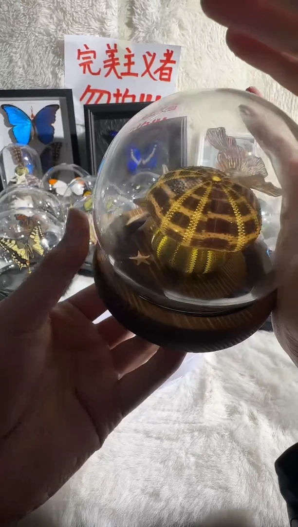 木真实海胆小夜灯