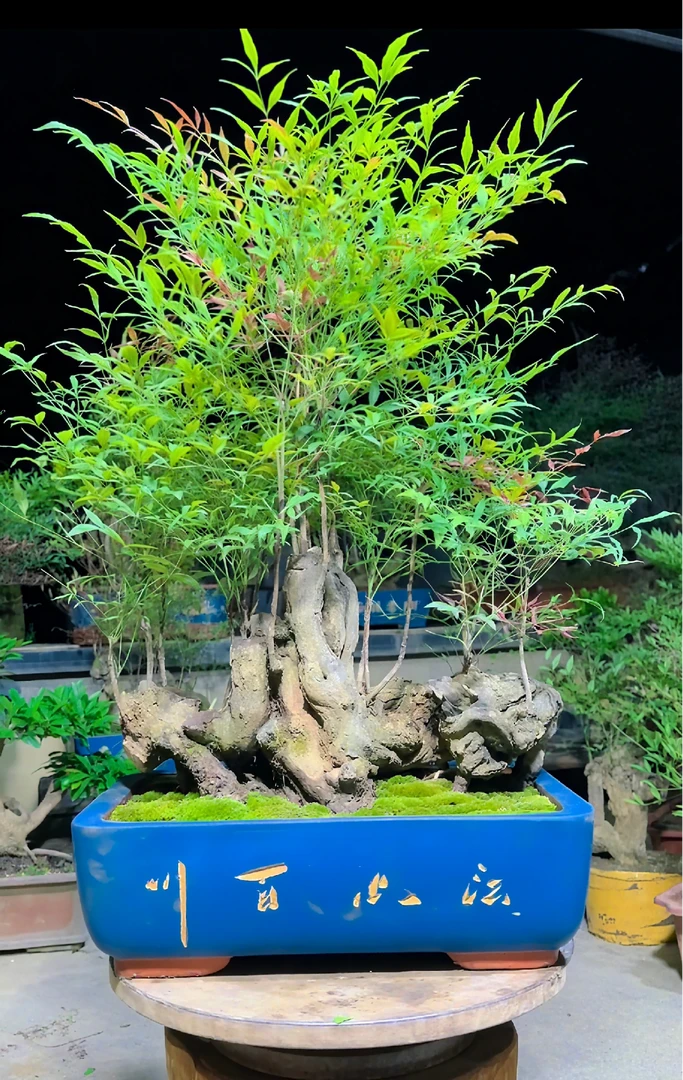 高端蓝天竹盆景付米专用  好养易活 可观赏桩型又观赏叶子