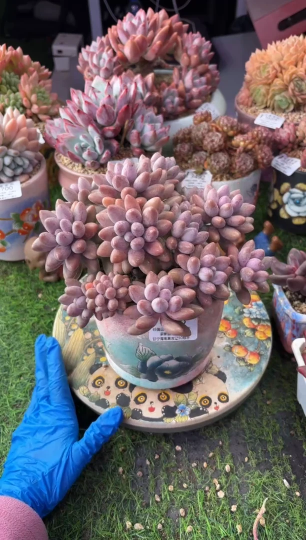 昆明印象多肉3708