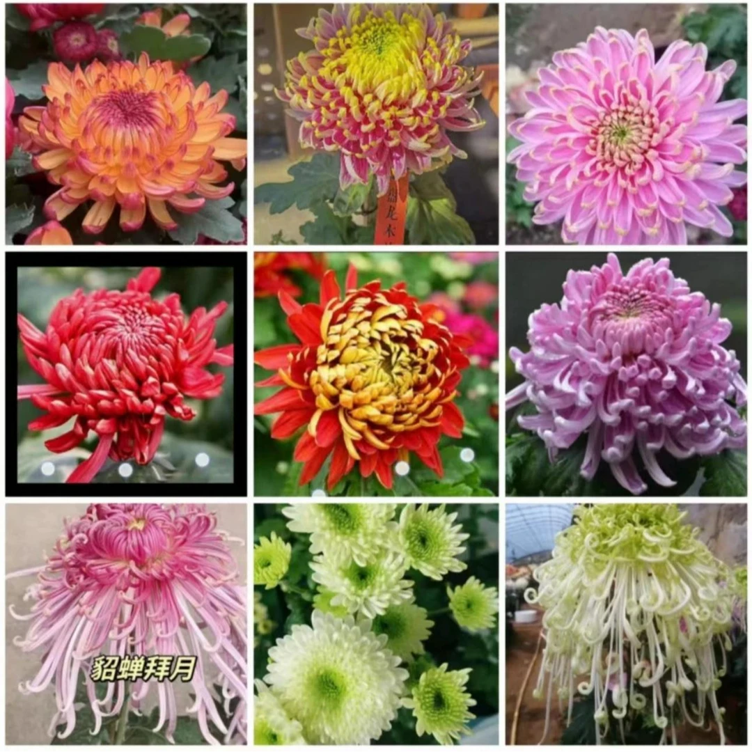 大菊花苗四季开花菊花盆栽室内外阳台庭院观花植物好养活绿植