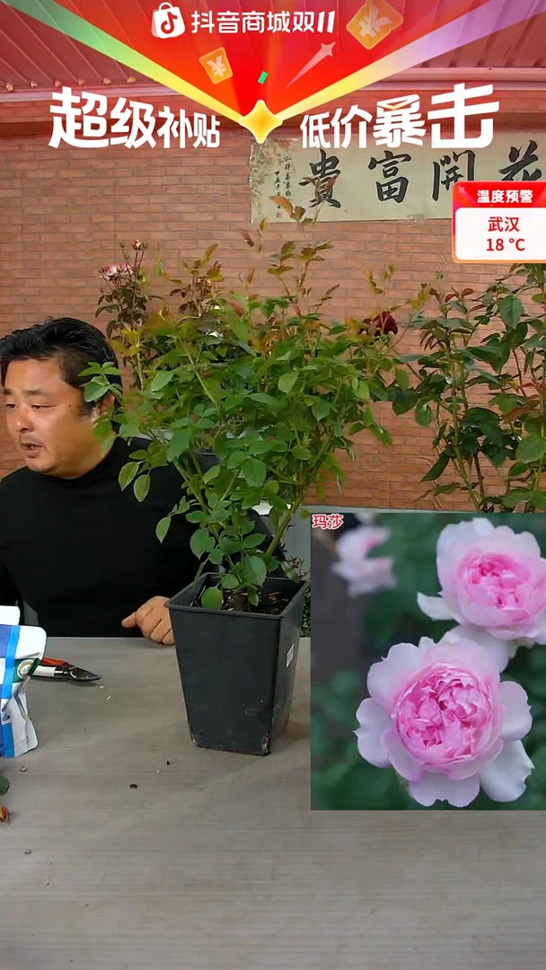 当前无花朵，栽培后可花朵玛莎