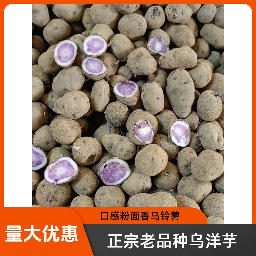 正宗老品种乌洋芋高山种植正宗粉糯香转心乌洋芋紫色土豆