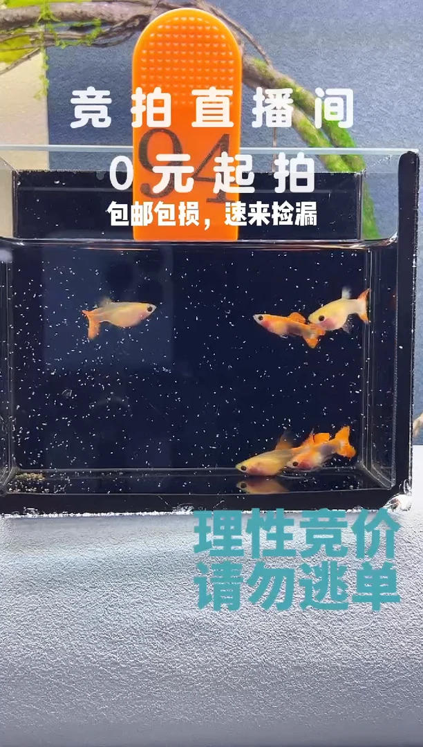 孔雀鱼红礼服两公三母编号94