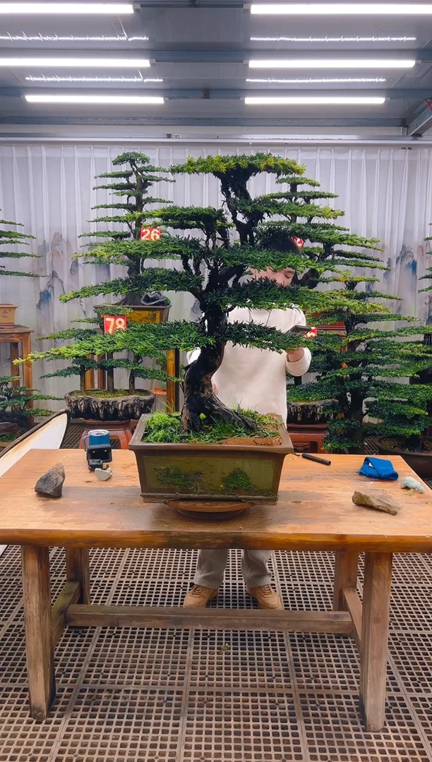 无花朵来*哥精品盆景直播间一物一拍