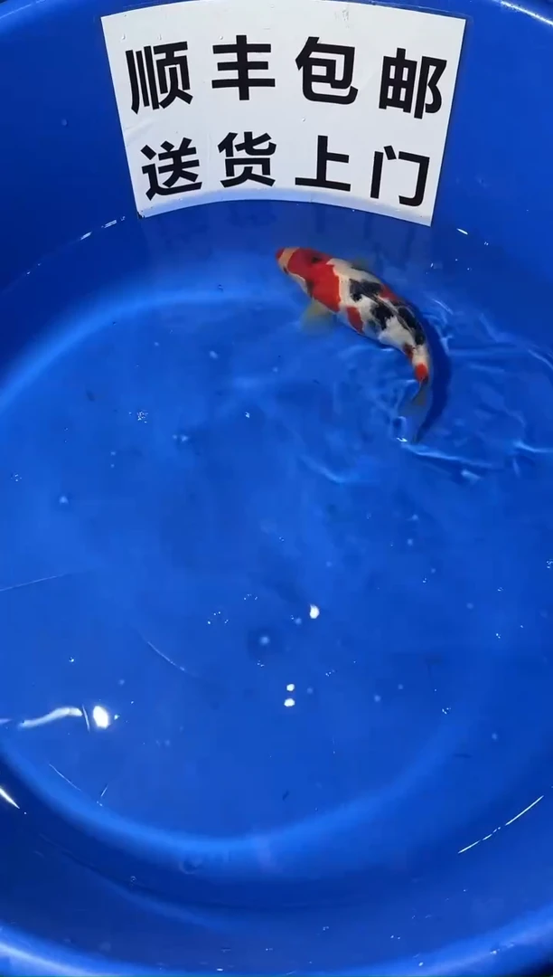 锦鲤精品锦鲤一尾