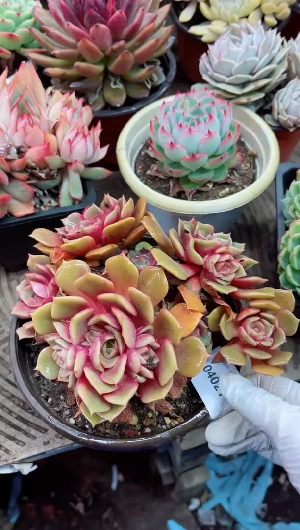 【闪购商品】04021