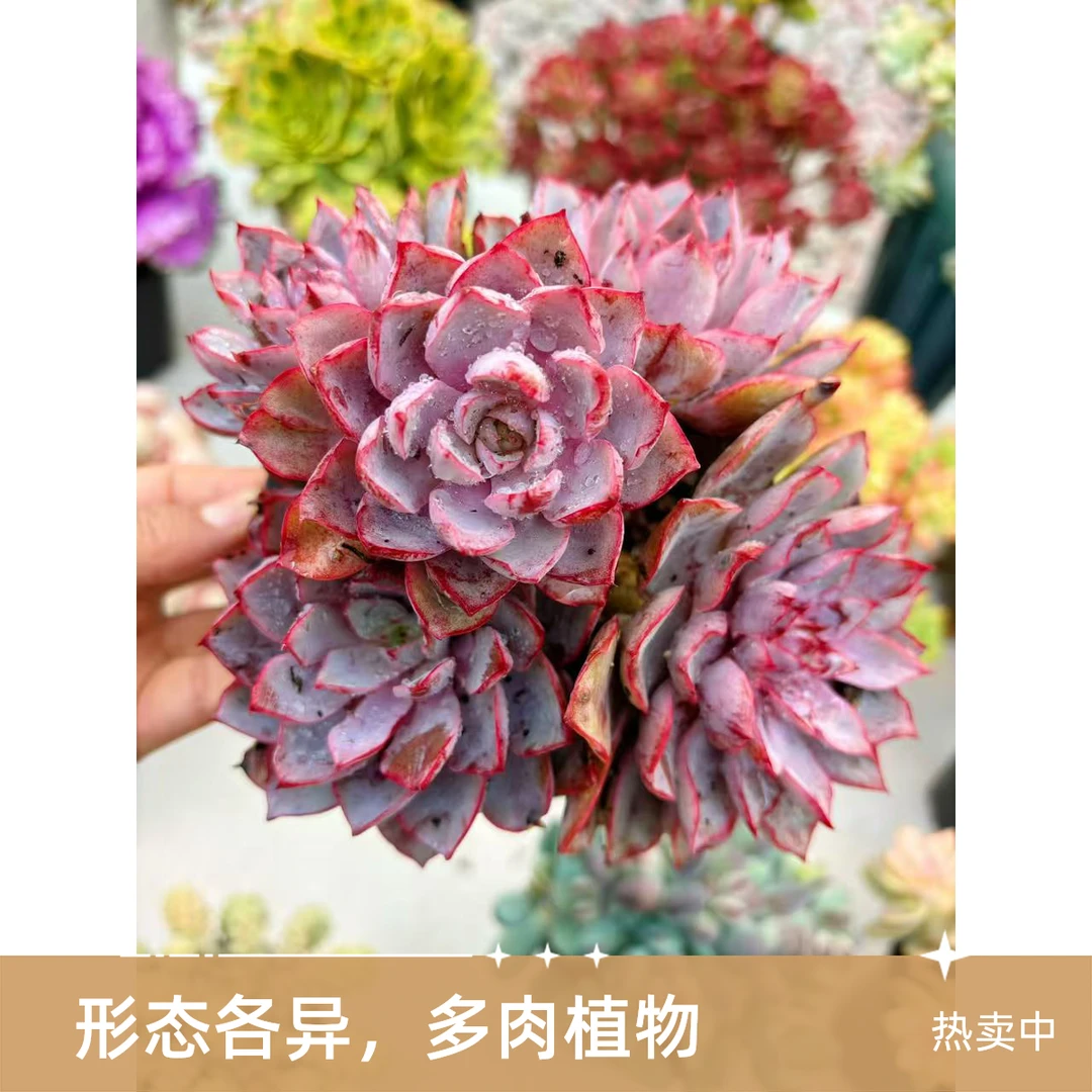 （赫拉）老桩 新手好养 脱土发（满18包邮）佳佳乐多肉