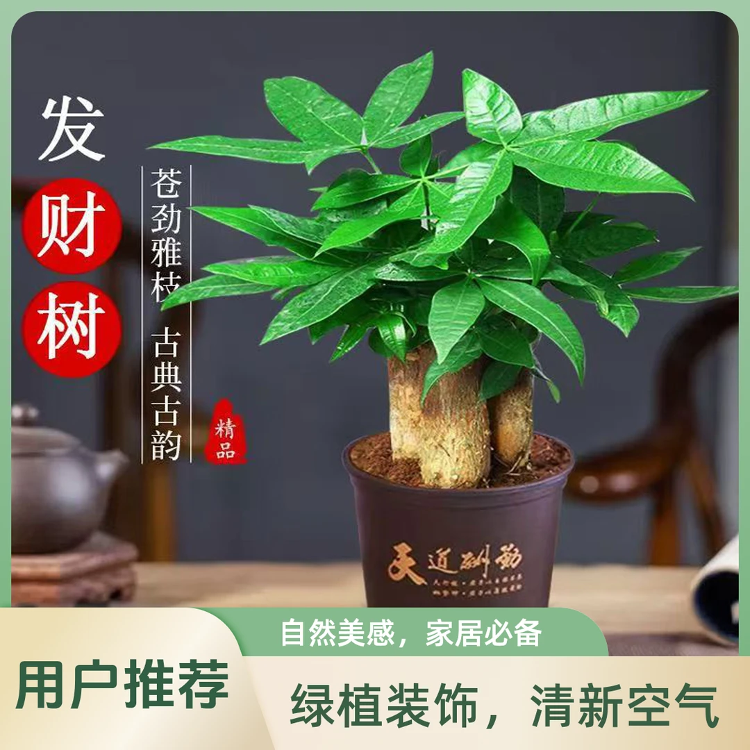客厅发财树发财树盆栽四季好养室内花卉小盆景招财树吸甲醛植物