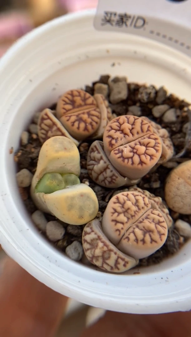 【闪购商品】8631直播一物一拍