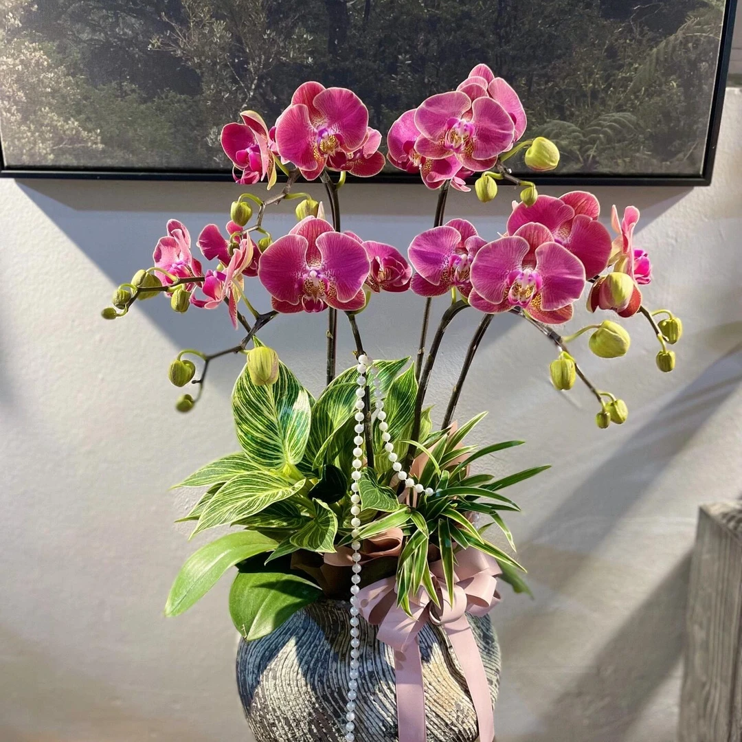 （红瓦-随单发）蝴蝶兰2.8寸带花剑 练手苗无售后 满30包邮