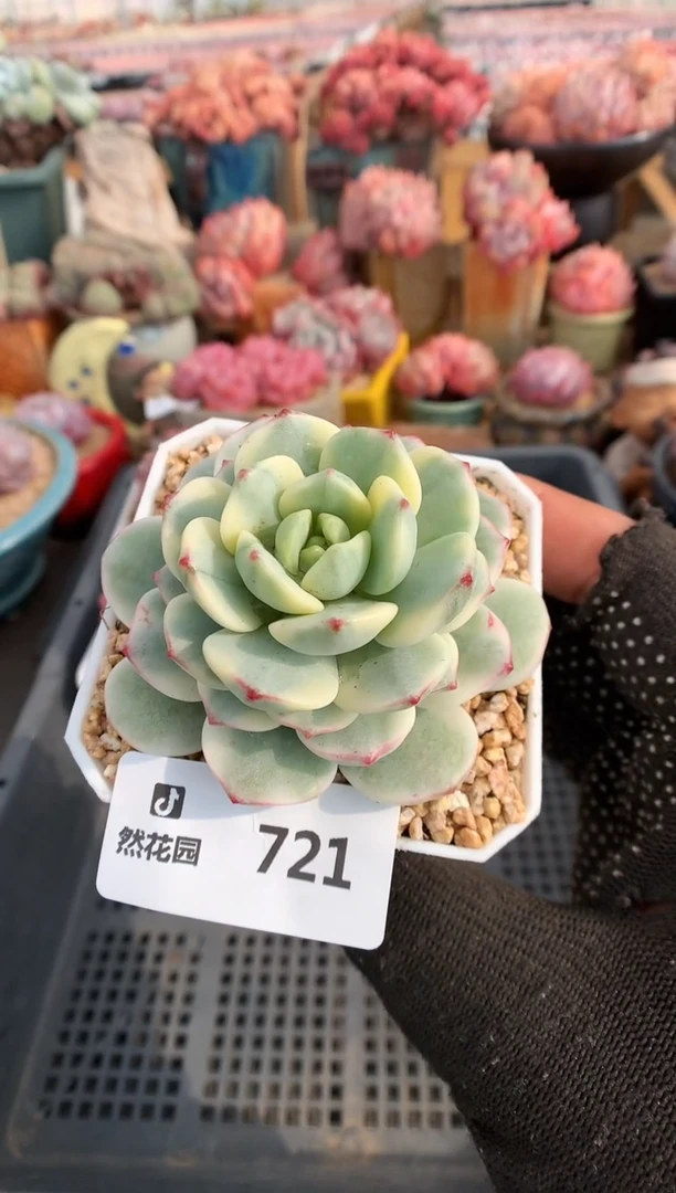 【闪购商品】721香草锦一物一拍