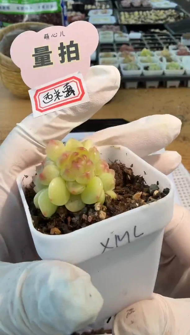 西米露/四头 四方一盆  量拍混发