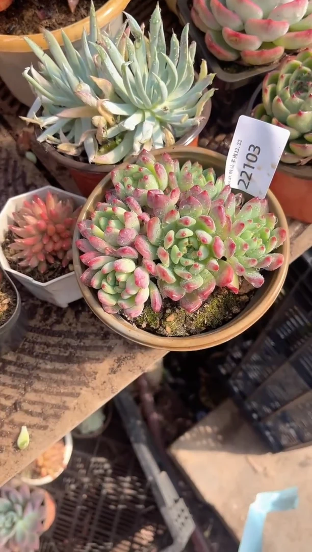 我****^跃跃精品多肉22103