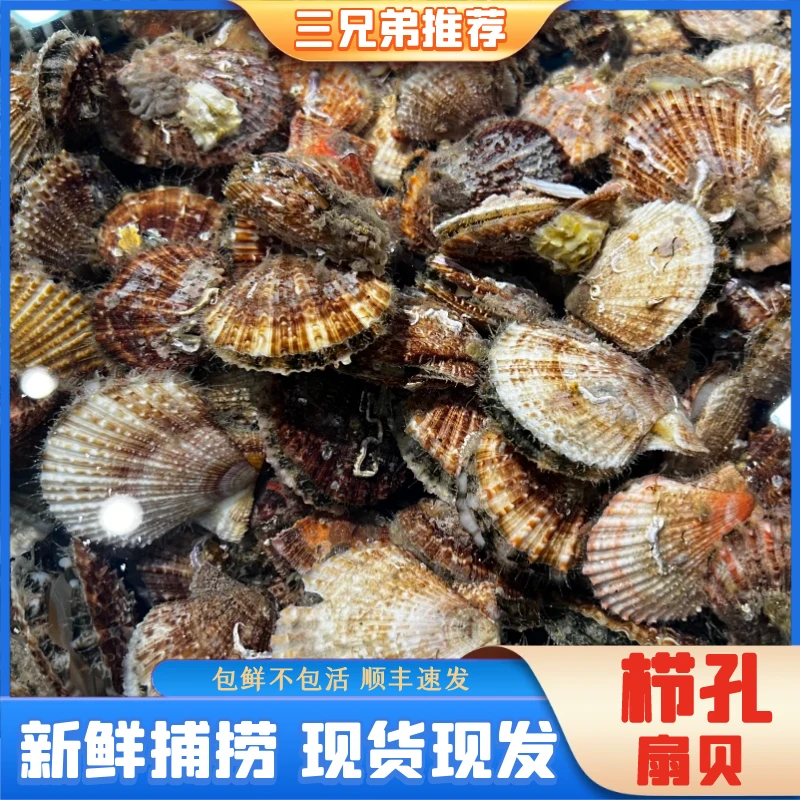 【三兄弟推荐】现捞现发日照北纬36度栉孔贝包鲜不包活顺丰7斤装