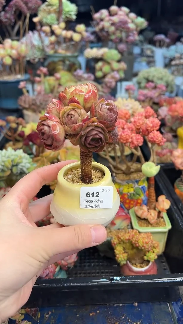 【闪购商品】612不带盆