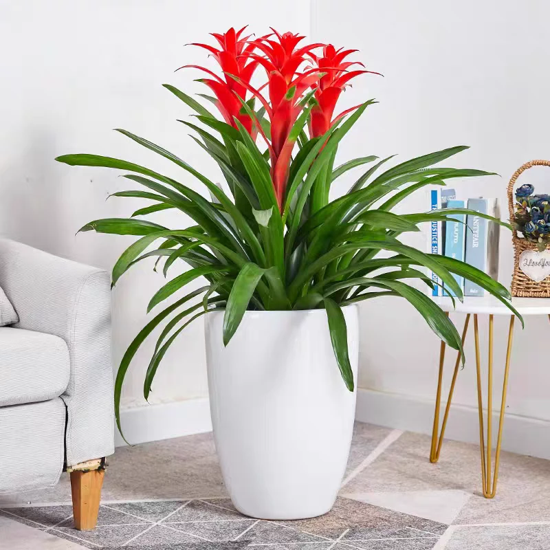 鸿运当头三颗一组一盆