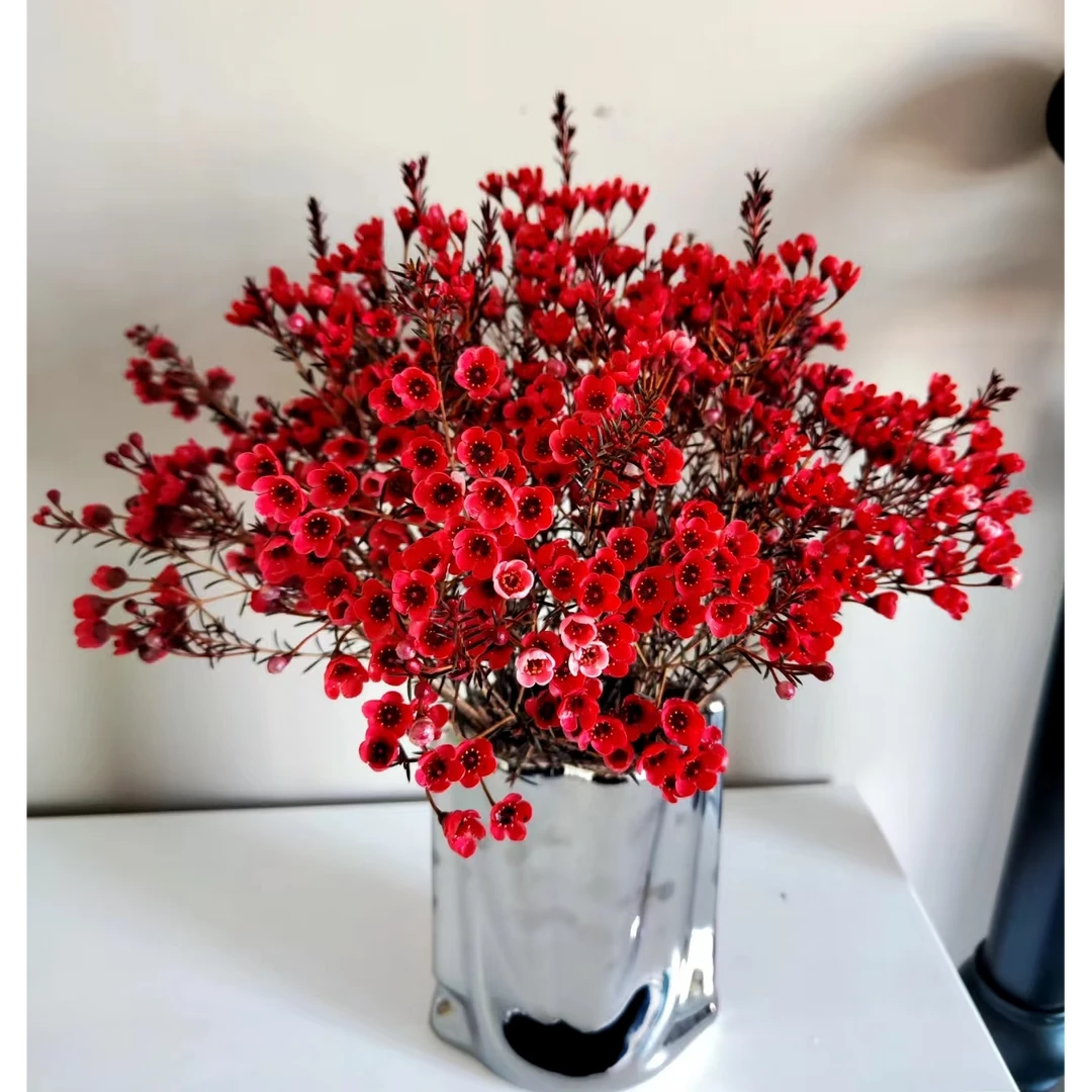 【繁花拾里】腊梅水培期长 年宵花 喜庆