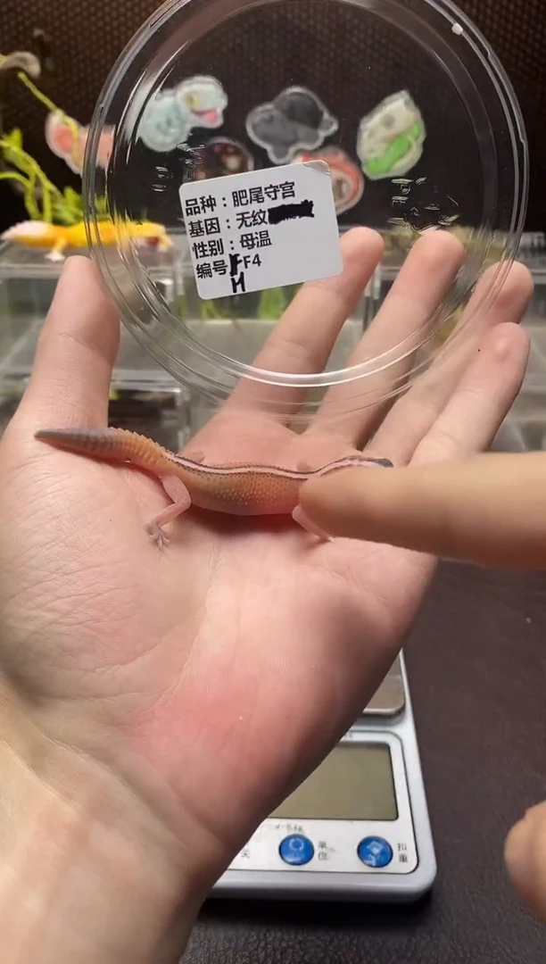 肥尾守宫鳞与尾 Scale Tail 爬宠HF4