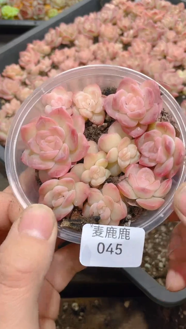 045桃霞     量拍