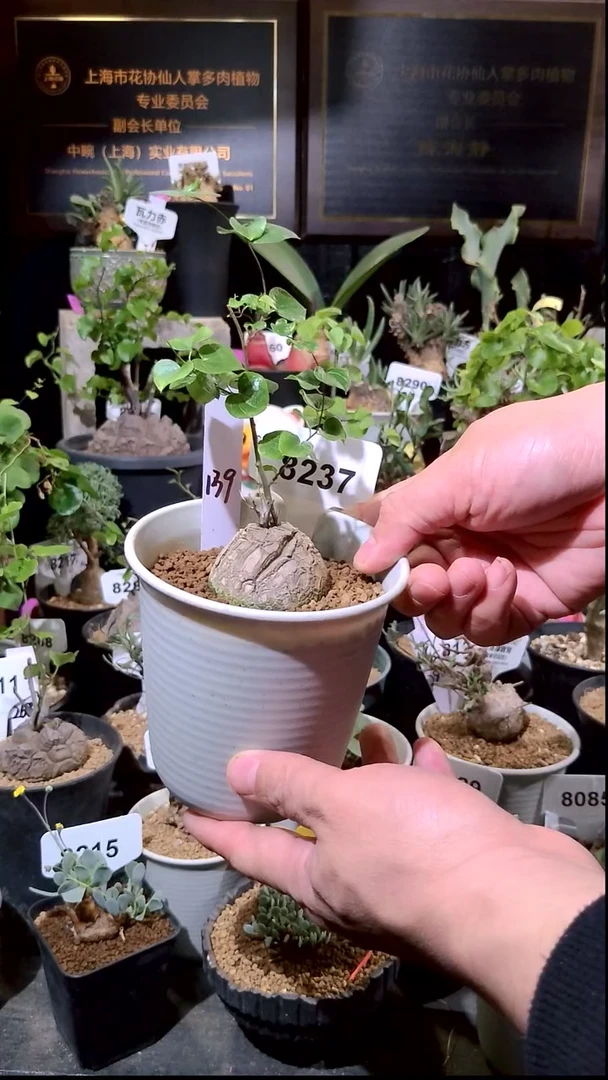 8237号1226精品植物南非龟甲龙单颗