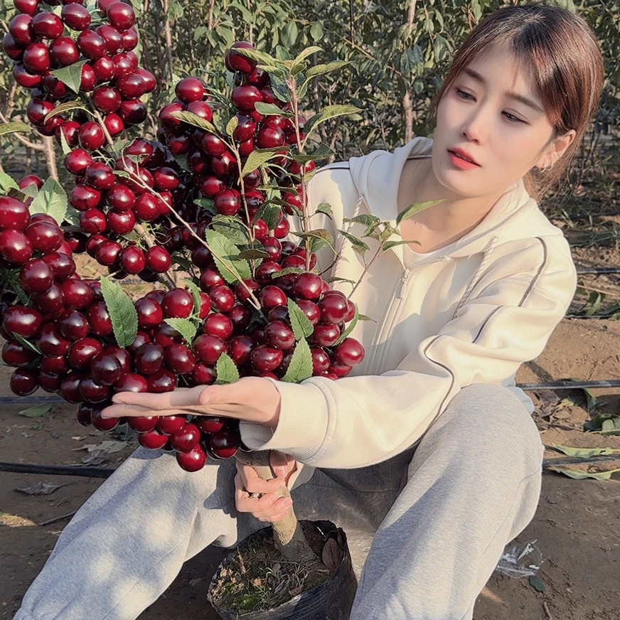 车厘子树苗南北方种植大樱桃树苗庭院嫁接种植盆栽当年结果樱桃苗