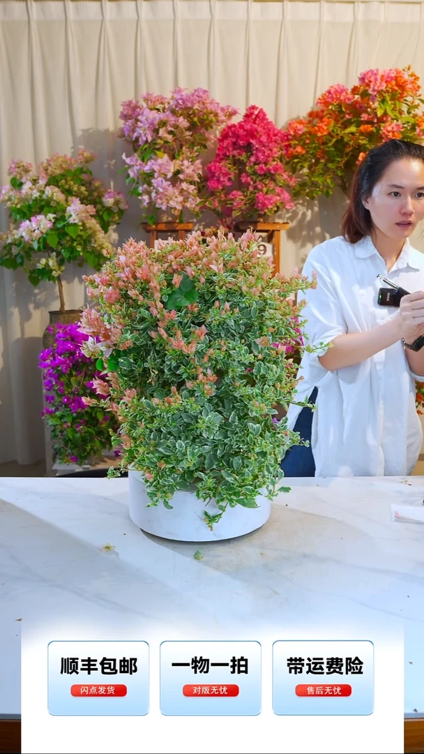 大部分开放少量花苞少女心