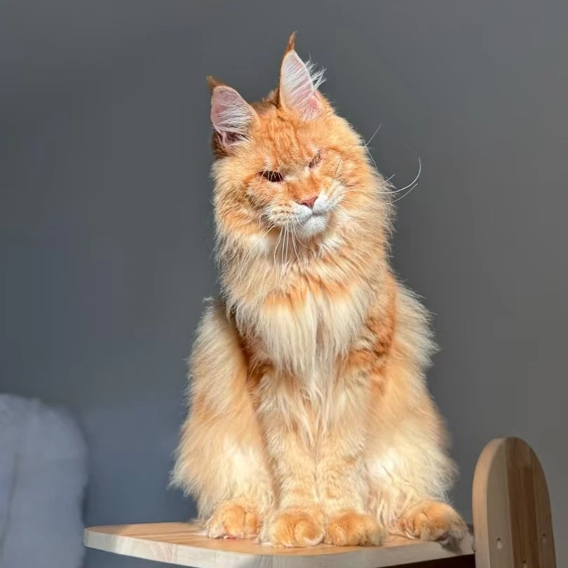 【黄不烦缅因猫舍】纯种缅因猫 活体链接