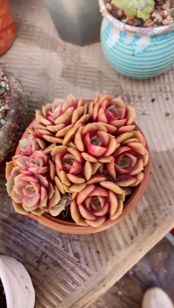 【闪购商品】15143