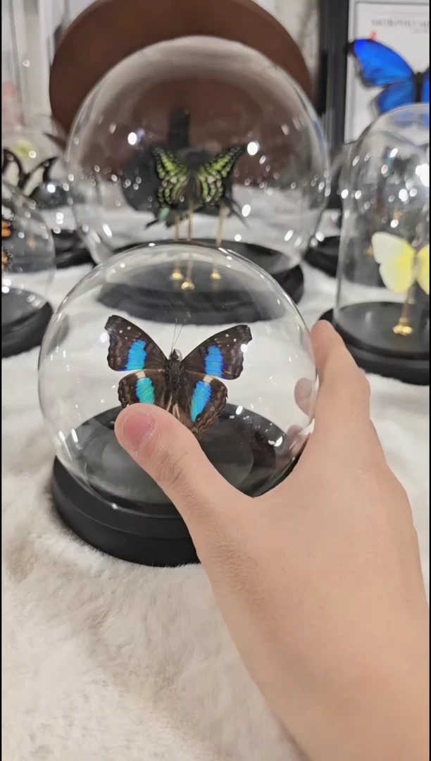 有机玻璃蓝带容水晶球蝴蝶标本