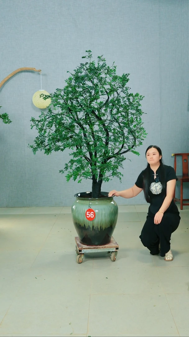 无花朵ぐ***ゞ广东小叶紫檀
