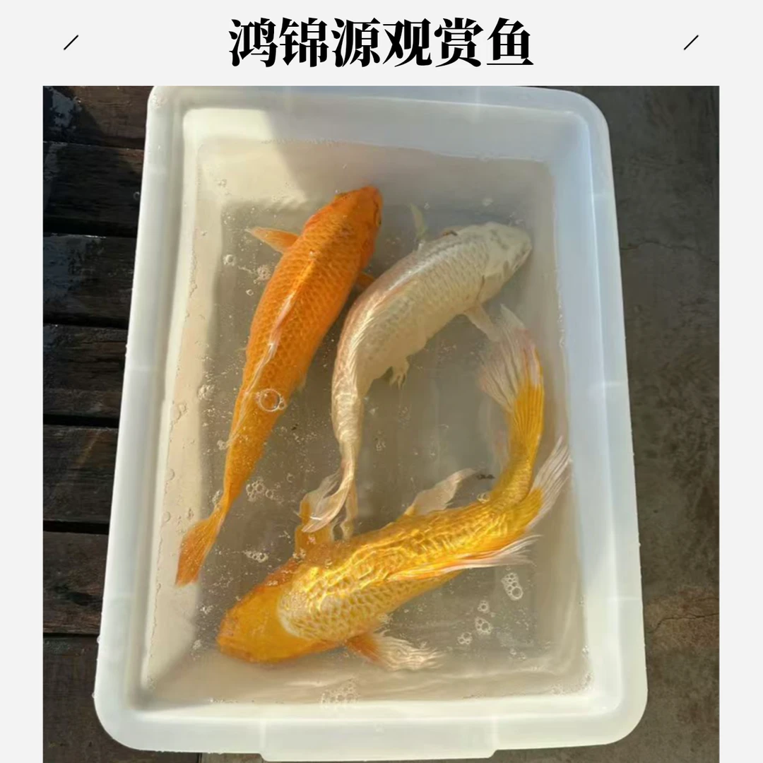 鸿锦源观赏鱼【锦鲤】冷水鱼