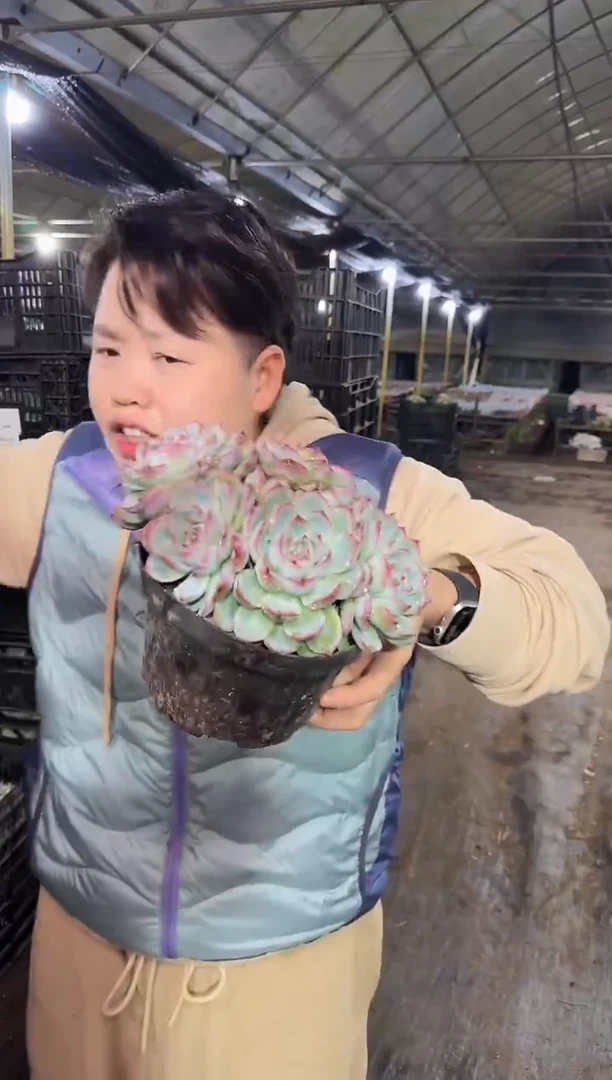 5头起整桩侧影  5.99