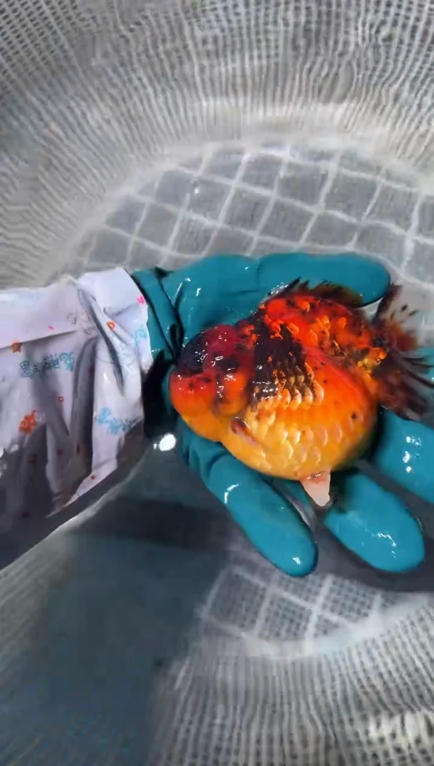 狮头鱼拍包装费，一包两条，没拍运费到付。