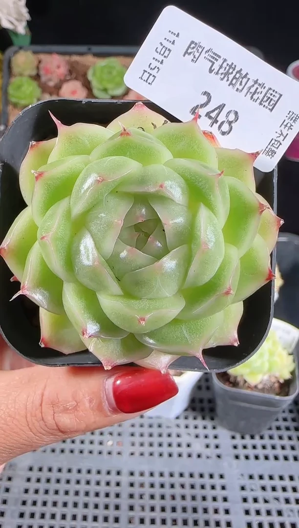 1115-248群生不包整