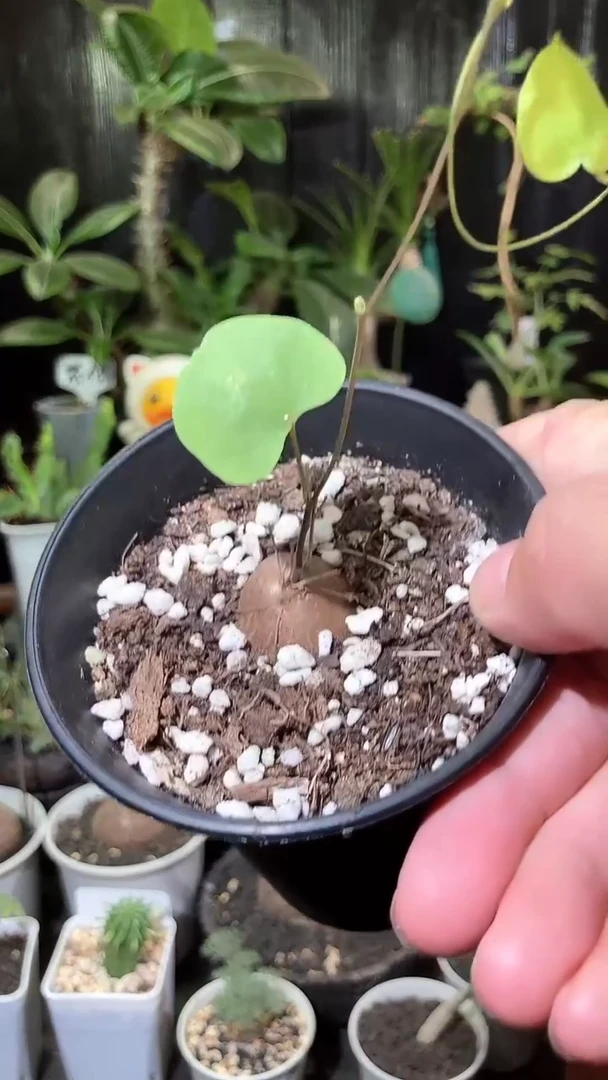 量拍福利半球象足龟甲龙宝宝带盆