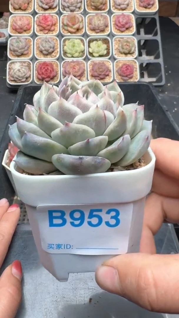 【闪购商品】953号珍妮多肉一物一拍3单包邮