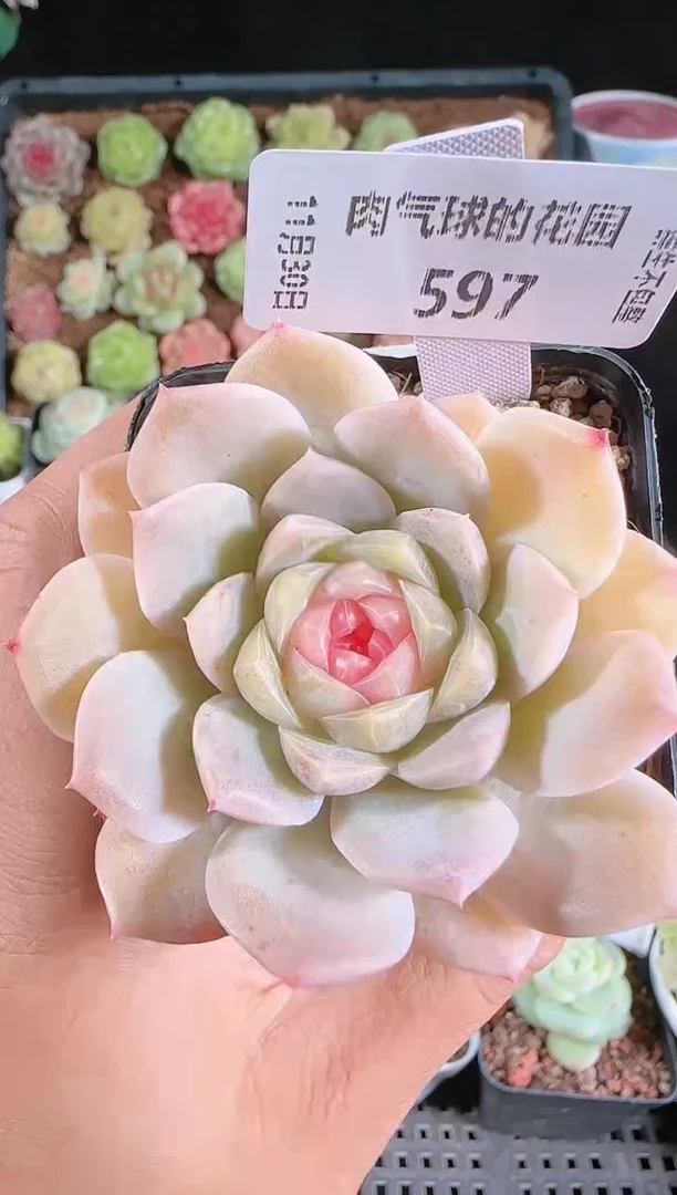 1130-597椰子冻多肉群生不包整