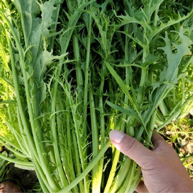 【雪里蕻种子】 细叶雪菜咸菜蔬菜种农家秋季冬天种植酸菜咸菜种