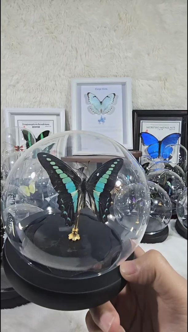 有机玻璃碎斑青凤水晶球蝴蝶