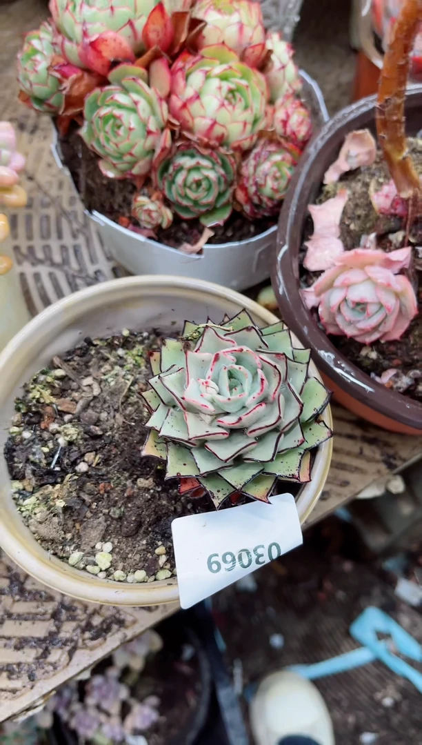 【闪购商品】03069