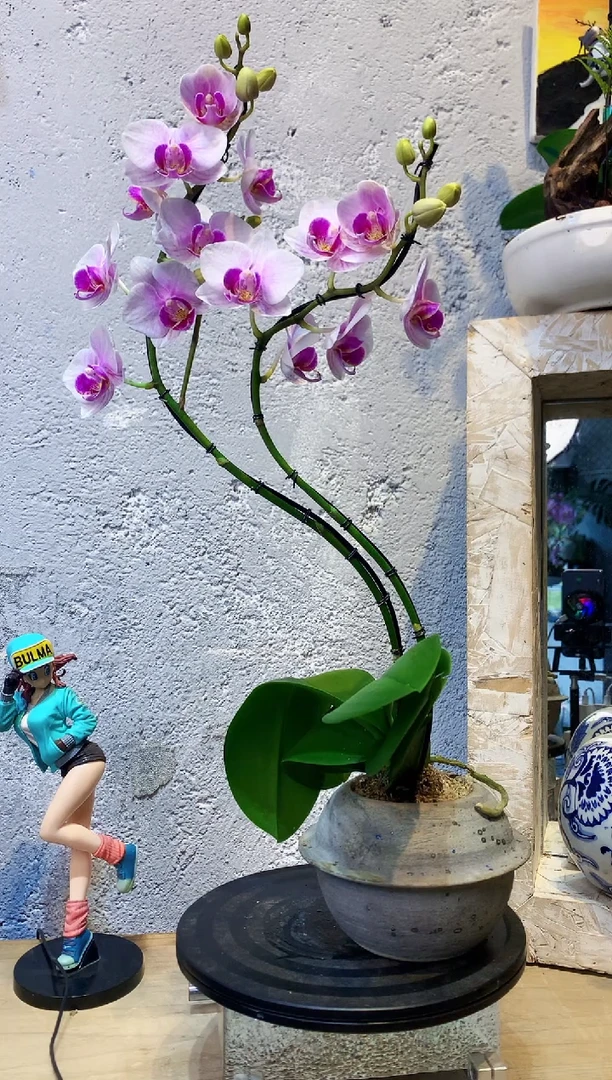 大部分花苞少量开放214植物杂货店，来淘宝吧