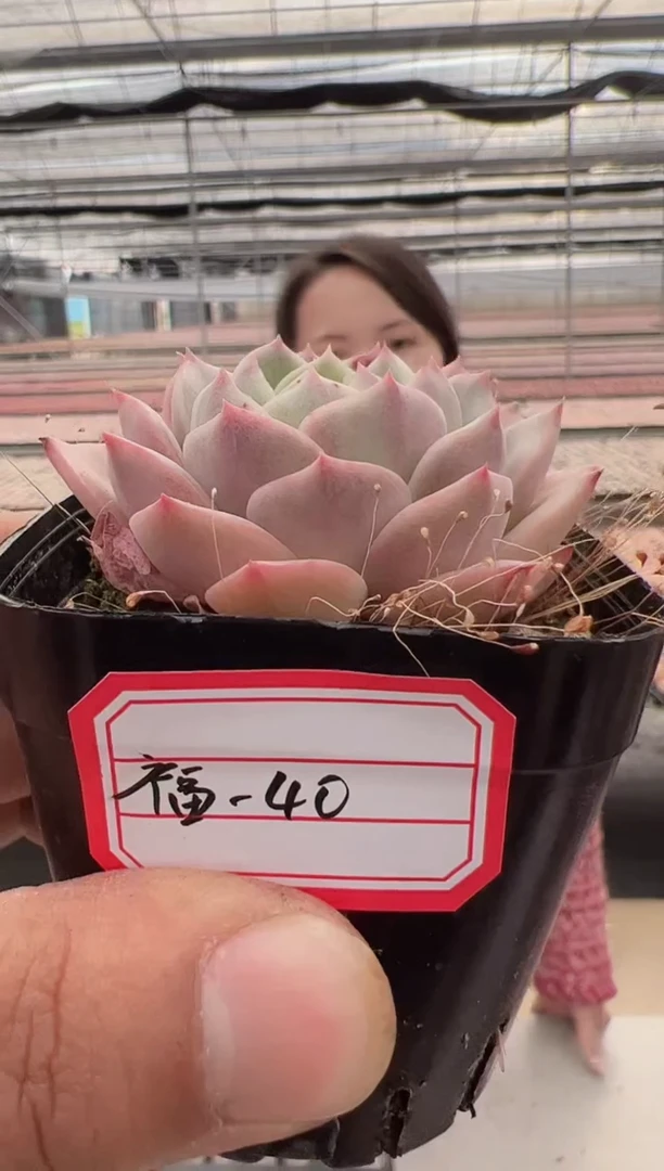 【闪购商品】福利款多肉-40